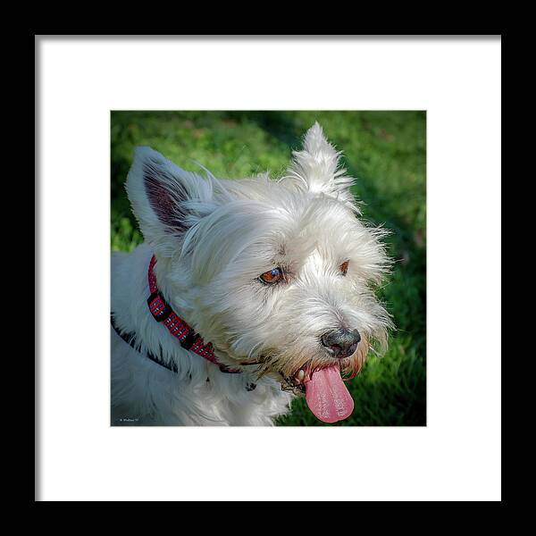 2d Framed Print featuring the photograph West Highland White Terrier by Brian Wallace