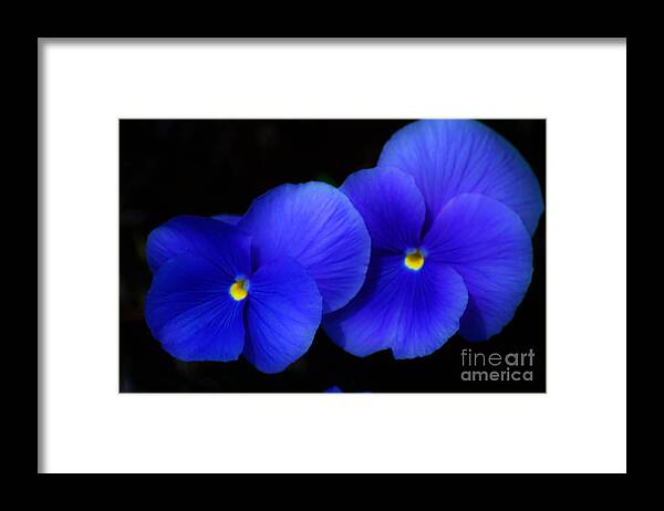 Flowers Framed Print featuring the photograph West Virginia flower 1 by Merle Grenz