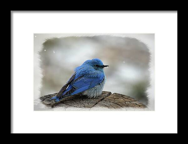 Western Bluebird Framed Print featuring the photograph Mountain Bluebird on Cold Day by Kae Cheatham