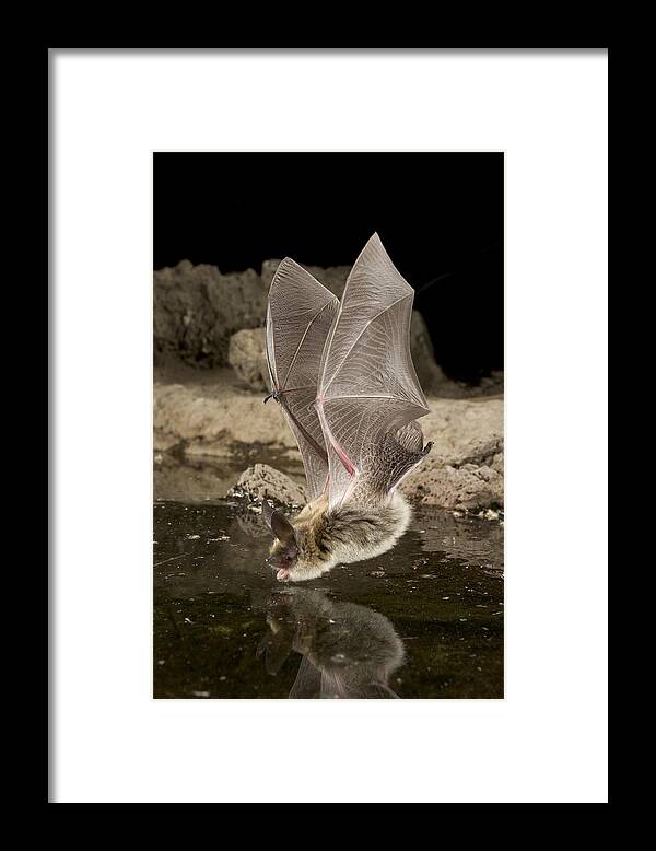 00640256 Framed Print featuring the photograph Western Long-eared Myotis Drinking by Michael Durham