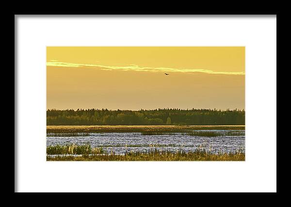 Isosuo Framed Print featuring the photograph Western marsh harrier at Puurijarvi by Jouko Lehto
