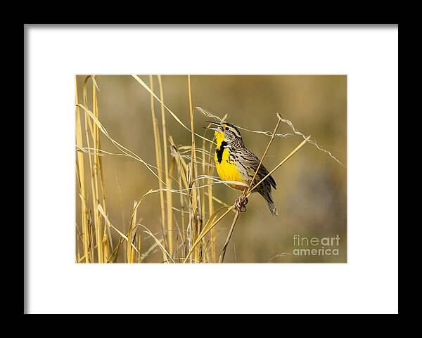 Bird Framed Print featuring the photograph Western Meadowlark Calling for Mate by Dennis Hammer