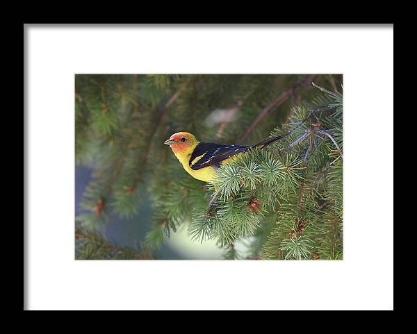  Framed Print featuring the photograph Western Tanager by Ben Foster