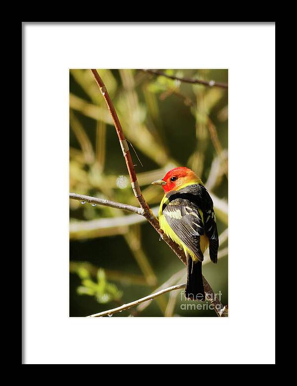 Western Tanager Framed Print featuring the photograph Western Tanager in the Rocky Mountains of Colorado by Natural Focal Point Photography