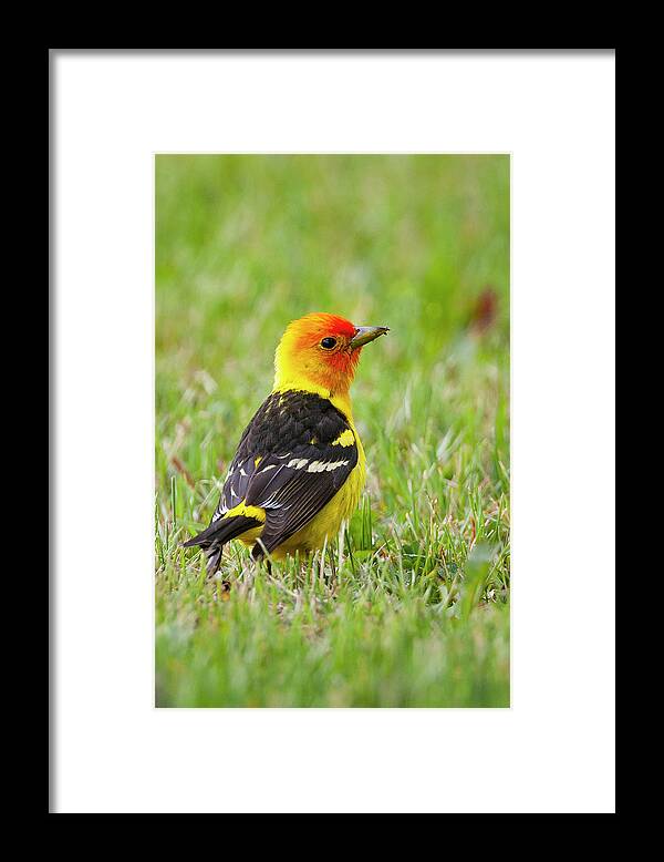 Mark Miller Photos Framed Print featuring the photograph Western Tanager by Mark Miller