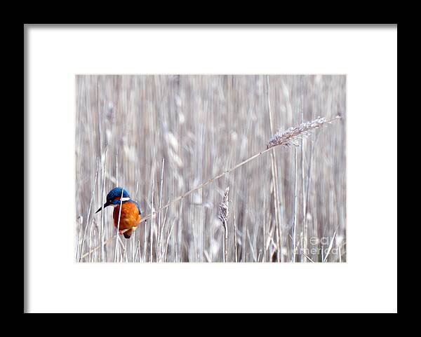 Kingfisher Framed Print featuring the photograph Weston Kingfisher by Paul Cummings