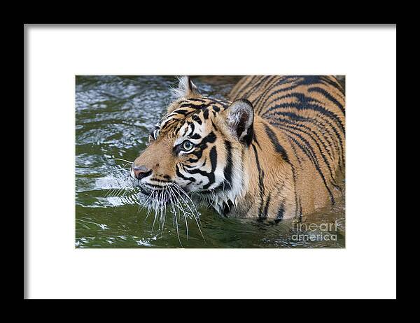 Wet And Wild Framed Print featuring the photograph Wet and Wild 1 by Chris Scroggins