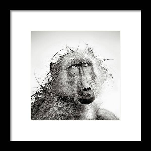 Baboon Framed Print featuring the photograph Wet Baboon portrait by Johan Swanepoel