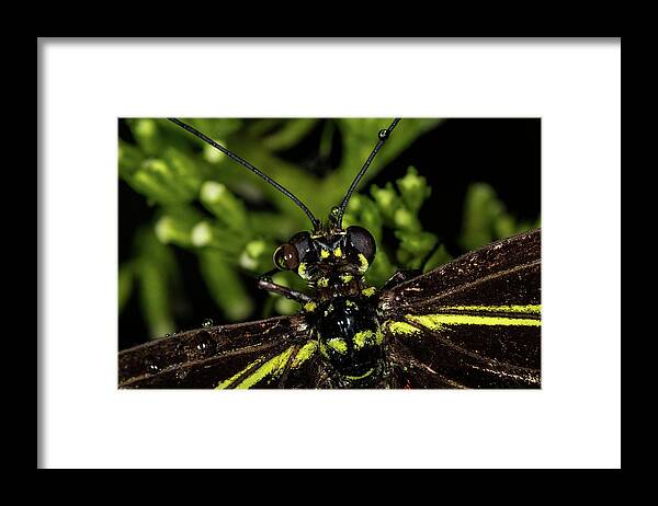 Jay Stockhaus Framed Print featuring the photograph Wet Butterfly by Jay Stockhaus