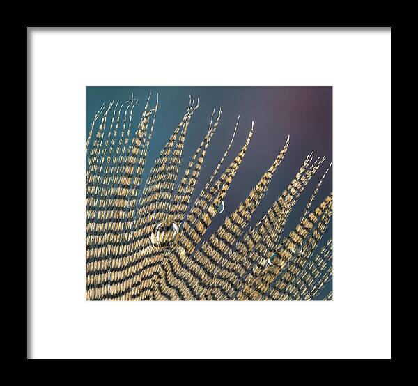 Feather Framed Print featuring the photograph Wet Drop on Wood Duck Feather by Jean Noren