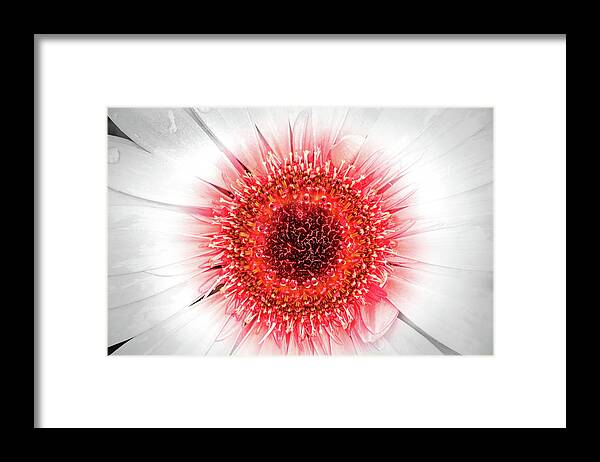 Gerbera Framed Print featuring the photograph Wet Gerbera with Splash of Color by Don Johnson