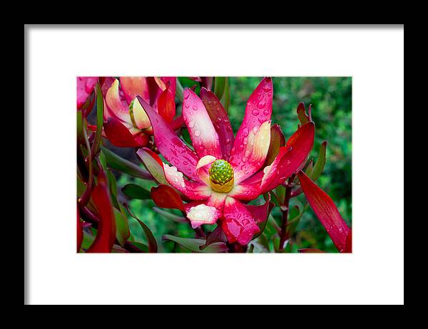 Flower Framed Print featuring the photograph Wet One by Derek Dean