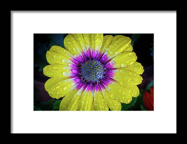 Daisy Framed Print featuring the photograph Wet Wet Wet by Keith Hawley