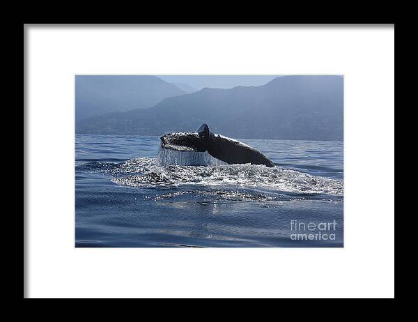 Whale Framed Print featuring the photograph Whale Fluke by Nicola Fiscarelli