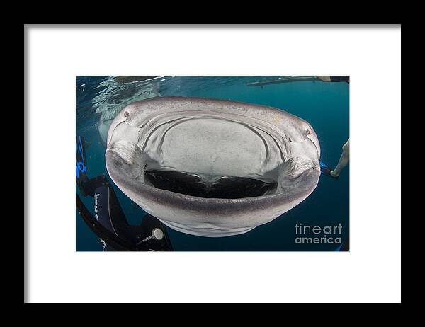 Horizontal Framed Print featuring the photograph Whale Shark Swimming Towards Divers by Mathieu Meur