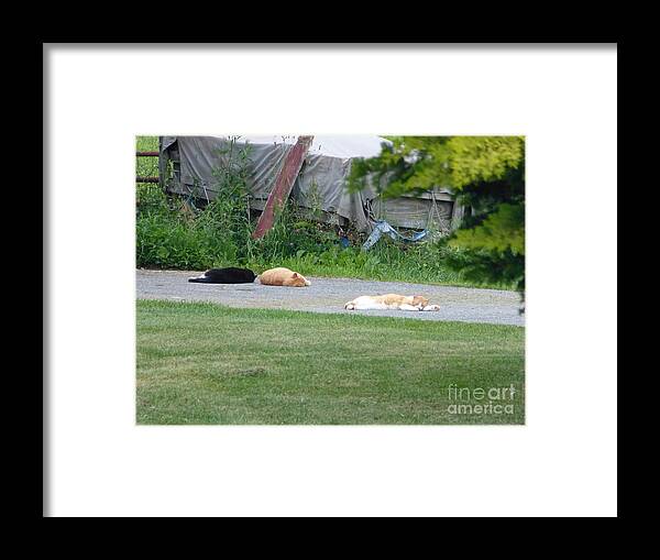 Cats Framed Print featuring the photograph What a Day by Donald C Morgan