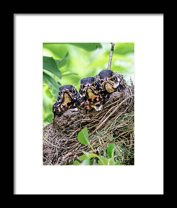 Three Baby Robin Red Breasts Framed Print featuring the photograph What Are You Lookin At by Marty Saccone