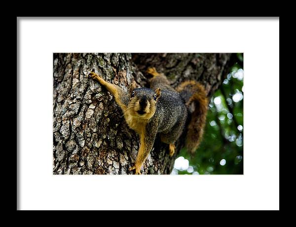 Animal Framed Print featuring the photograph Whatcha Got There by Lana Trussell