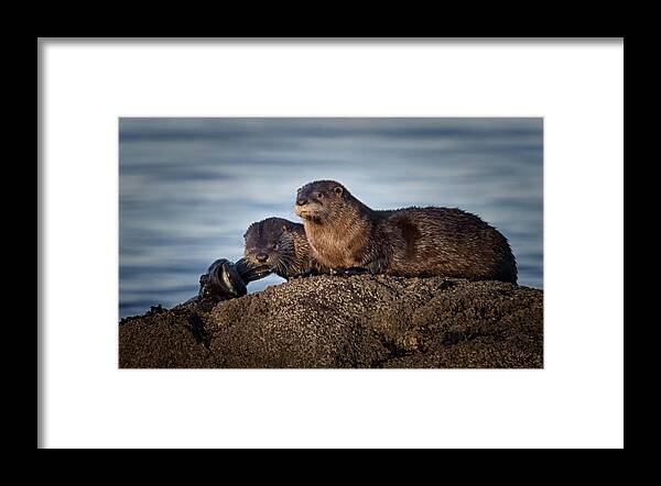 River Otter Framed Print featuring the photograph Whats For Dinner by Randy Hall