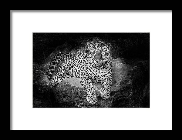Leopard Framed Print featuring the photograph What's Next? by Larry Goss