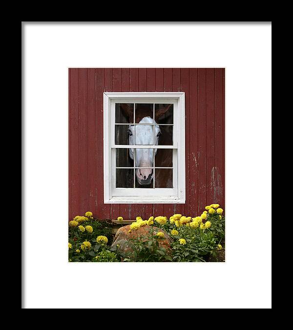 Horse Framed Print featuring the photograph What's Out There? by Michele A Loftus