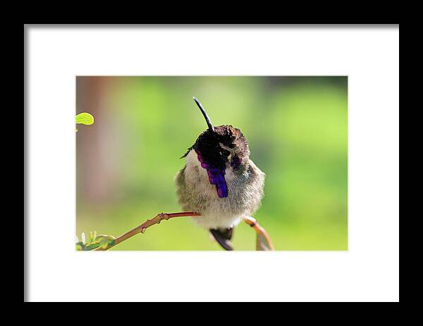 Costa's Hummingbird Framed Print featuring the photograph What's That? by Shoal Hollingsworth