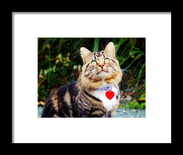 Cat Framed Print featuring the photograph What's Up There by Zinvolle Art
