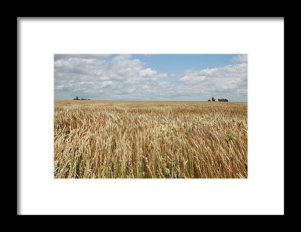 Wheat Farms Framed Print featuring the photograph Wheat Farms by Dylan Punke