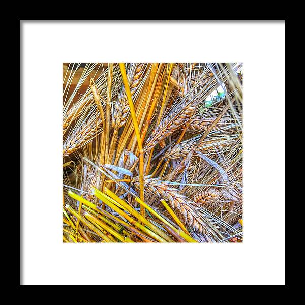 Iowa Framed Print featuring the photograph Wheat by Jame Hayes