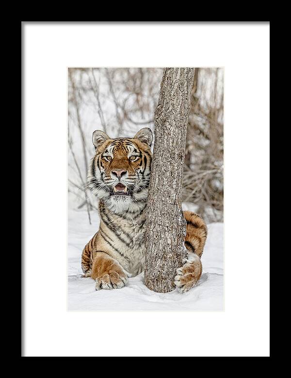 When Tigers Hide Framed Print featuring the photograph When Tigers Hide by Wes and Dotty Weber