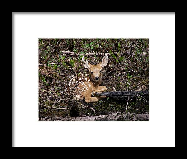 Deer Framed Print featuring the photograph Where Mother Said Stay by DeeLon Merritt