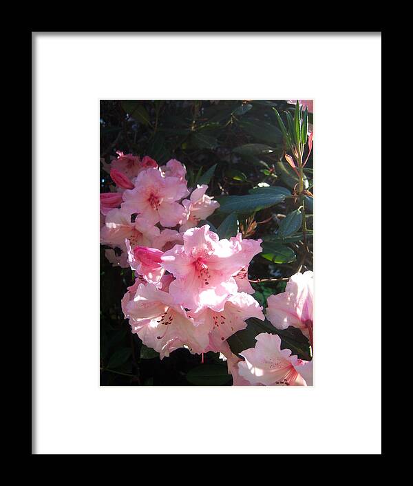 Rhododedron Framed Print featuring the photograph Where Small Hearts Grow by Ken Day