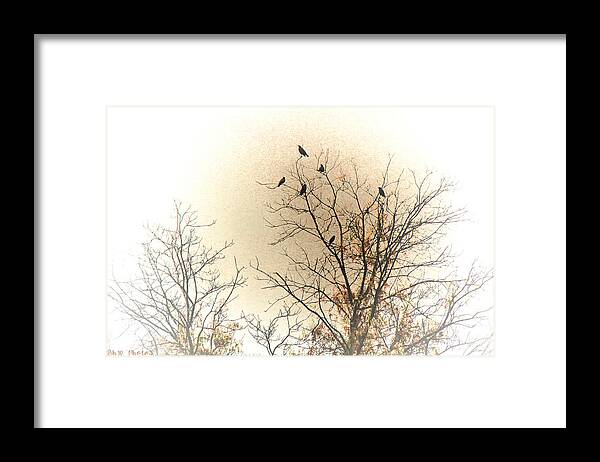 Birds Framed Print featuring the photograph Where to go from here... by Bonnie Willis