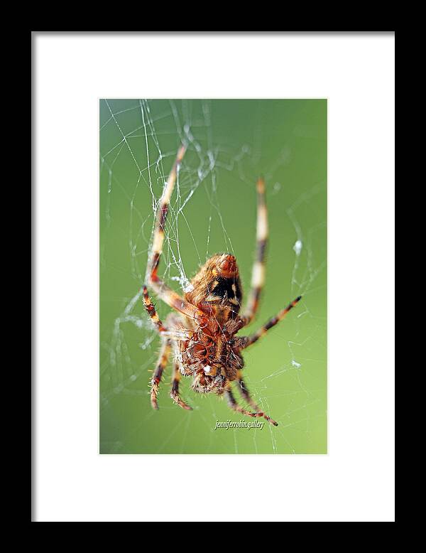 Insects Framed Print featuring the photograph Where Webs Come From by Jennifer Robin
