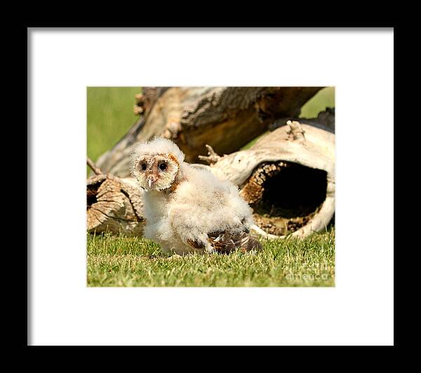 Barn Owls Framed Print featuring the photograph Where's my mommy by Heather King