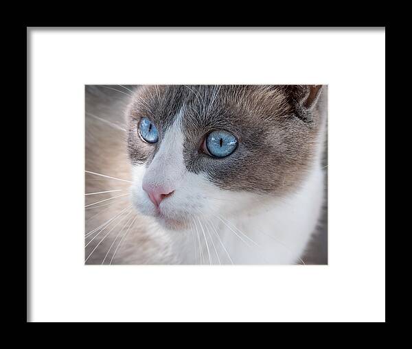 Cat Framed Print featuring the photograph Whiskers by Derek Dean