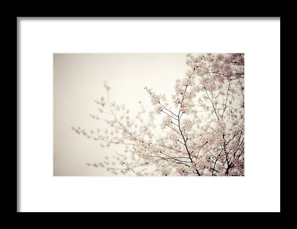 Spring Framed Print featuring the photograph Whisper - Spring Blossoms - Central Park by Vivienne Gucwa