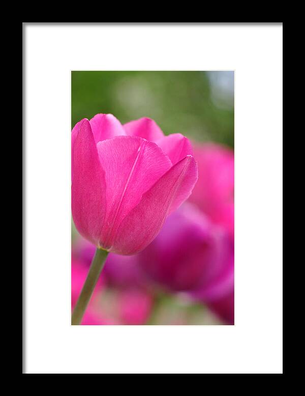 Tulip Framed Print featuring the photograph Whisper in the Wind by Linda Mishler