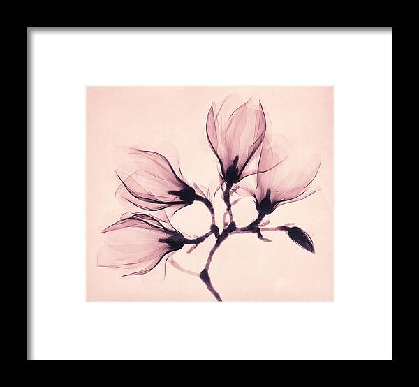 Magnolia Framed Print featuring the painting Whisper Magnolia by Mindy Sommers