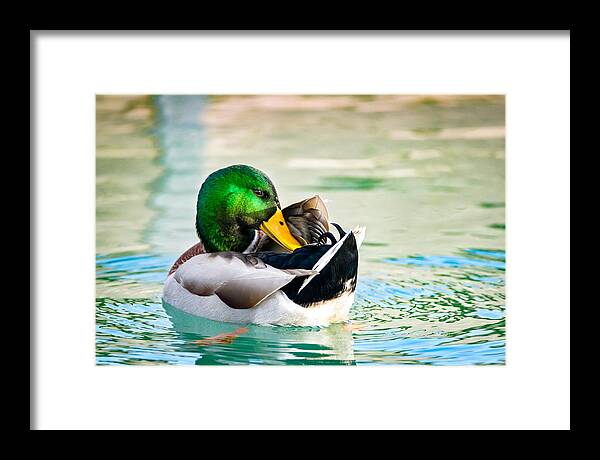 Cleaning Framed Print featuring the photograph Whispering Secrets by Wild Fotos