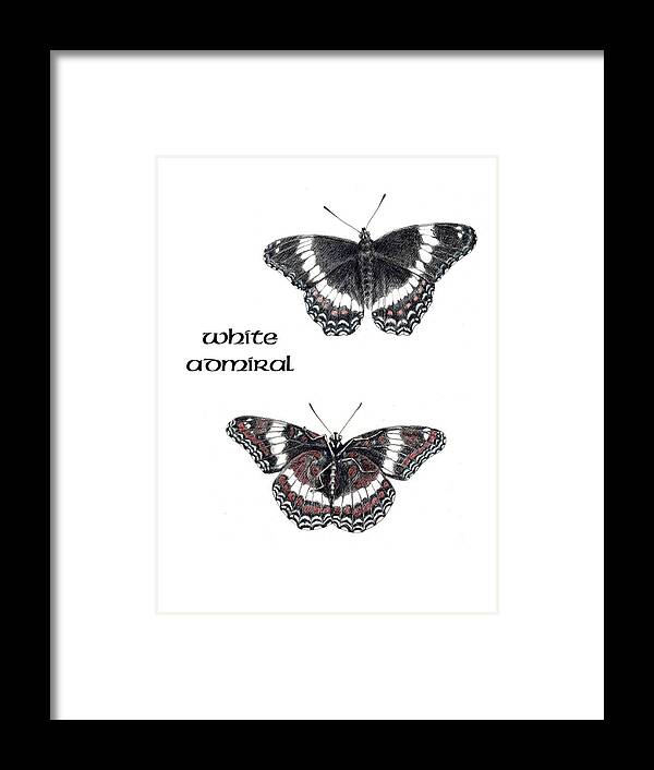 Butterfly Framed Print featuring the drawing White Admiral Butterfly by Betsy Gray