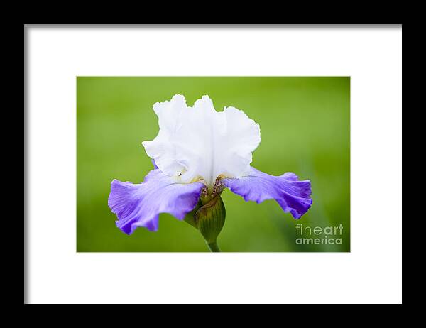 Beauty In Nature Framed Print featuring the photograph White and Blue Iris by Oscar Gutierrez