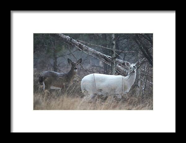 Whitetail Deer Framed Print featuring the photograph White and Brown Deer Pano 2 by Brook Burling