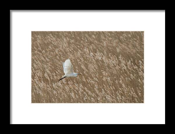 Little Egret Framed Print featuring the photograph White and Gold by Wendy Cooper