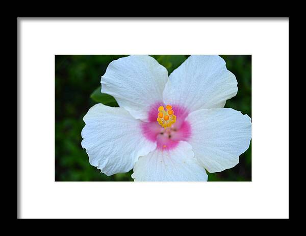 Flower Framed Print featuring the photograph White and Pink Hibiscus by Amy Fose