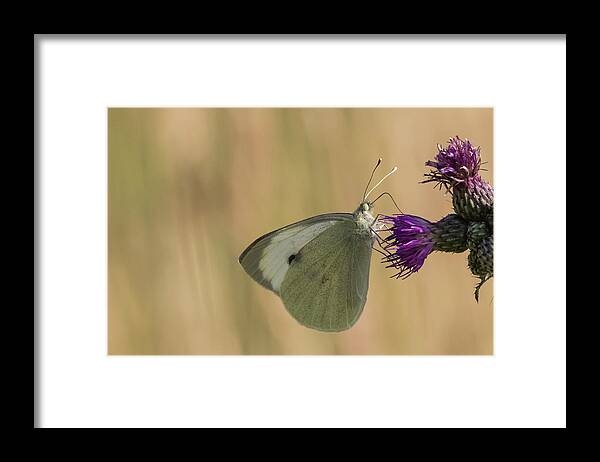 Nature Framed Print featuring the photograph White and Purple by Wendy Cooper