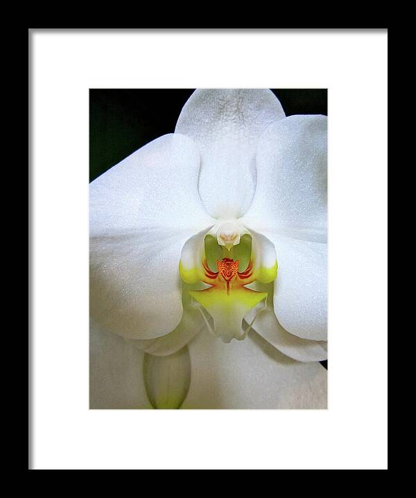 Hawaii Framed Print featuring the photograph White Beauty by Lehua Pekelo-Stearns