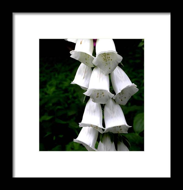 White Framed Print featuring the photograph White Bells by Jeanette Oberholtzer