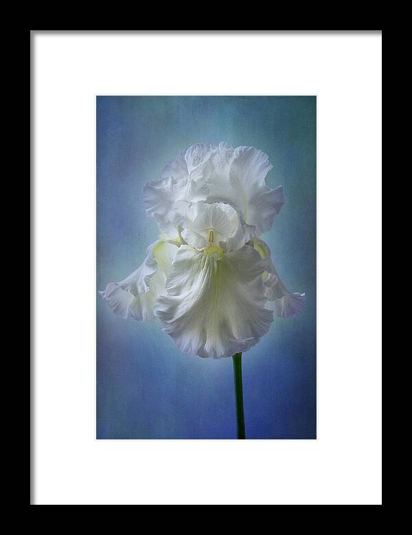 White Iris Framed Print featuring the photograph White Bianca by Marina Kojukhova