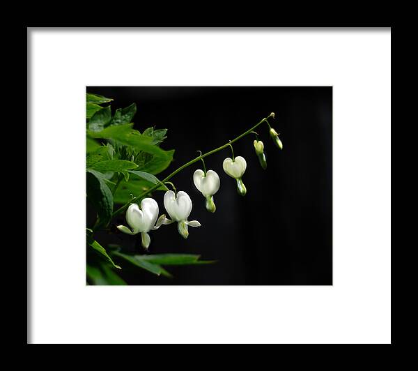 Nature Framed Print featuring the photograph White Bleeding Hearts by Sue Capuano